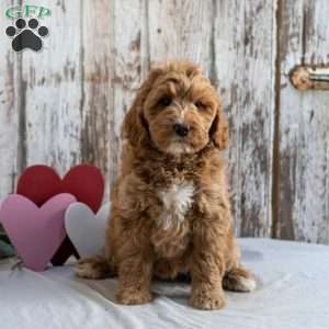 Harriet, Mini Labradoodle Puppy